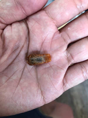 ロックフィッシュ♪