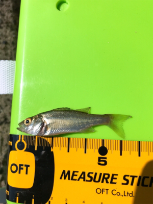 先日の大雨の影響がまだ…