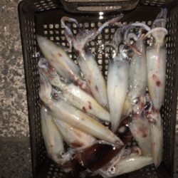 シーズン初イカメタル