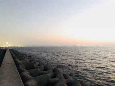 なかなかよい型のアコウ