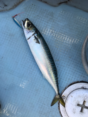 マイクロジギング