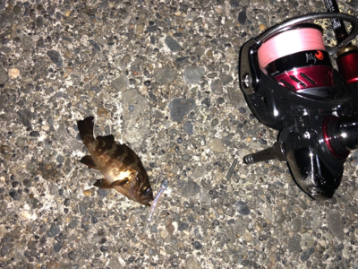 久々のメバリング