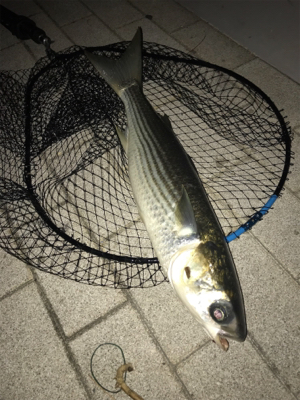 マルチゲーム（五目  笑）