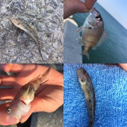 チョイ投げ8目!!!