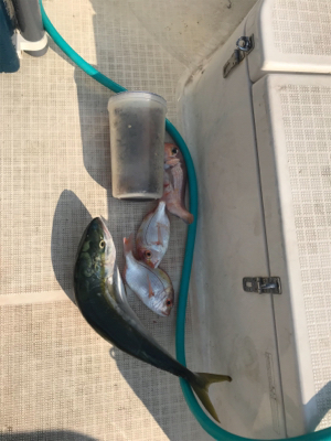 炎天下のマイボート 釣行