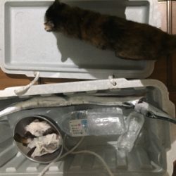 メーターオーバー！！