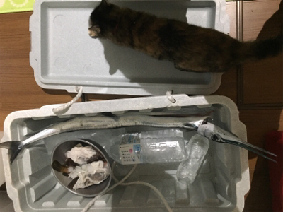 メーターオーバー！！