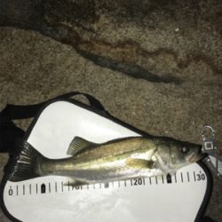 金土日月連続釣行