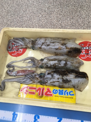 キロに届かず