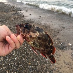 めげずに大キス狙い