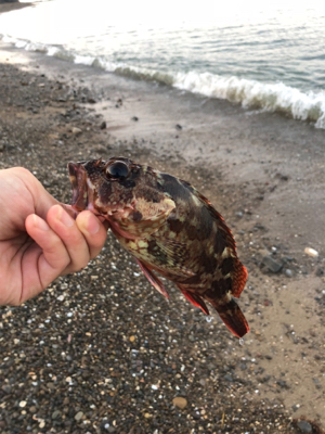 めげずに大キス狙い