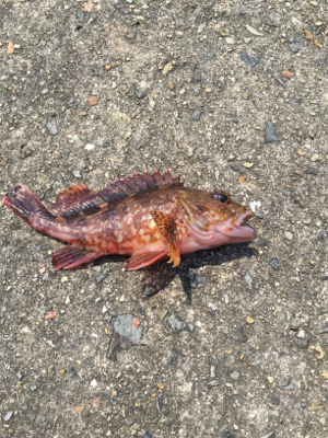 暑かったけど楽しかったです