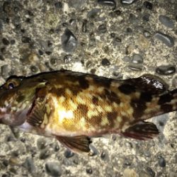 カサゴ狙い…ではない…