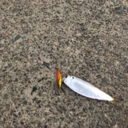 シーバス狙いのはずが…