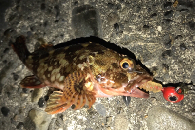 カサゴ狙い！？