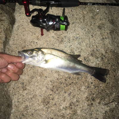 淀川ブリームゲーム マイクロジグヘッドでの攻略