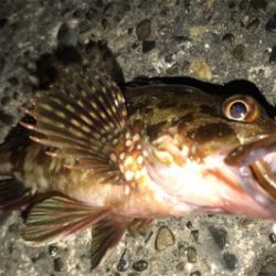 やっぱりカサゴ