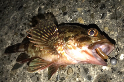 やっぱりカサゴ