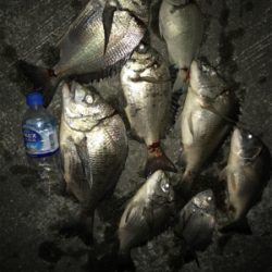 タコ釣り撃沈後の夜釣り