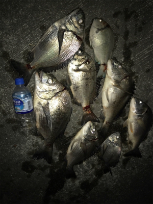 タコ釣り撃沈後の夜釣り