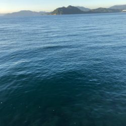 マゴチ釣れました！