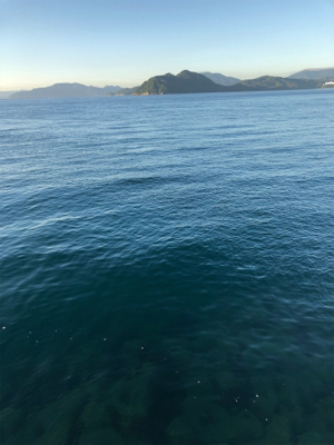 マゴチ釣れました！