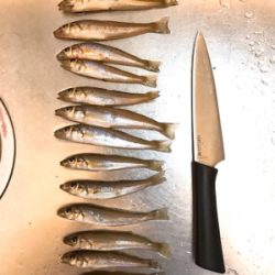 よーやくまとまった釣果キス