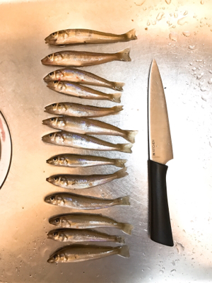 よーやくまとまった釣果キス