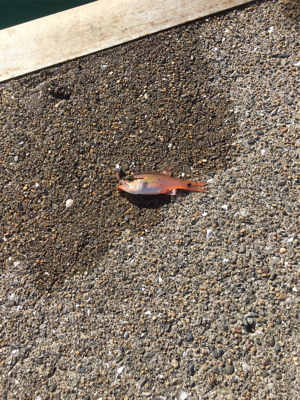 親父たちの釣行 第6弾