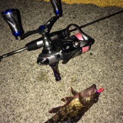 アジを求めて初大阪釣行へ