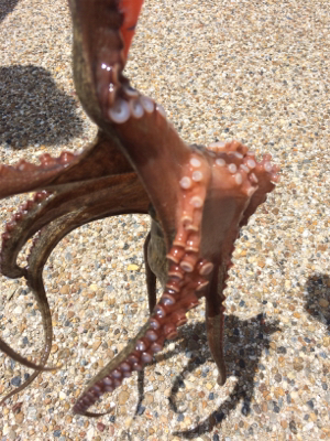 今日は渋かった