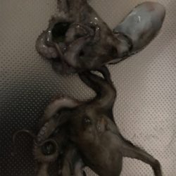 昨日のリベンジ