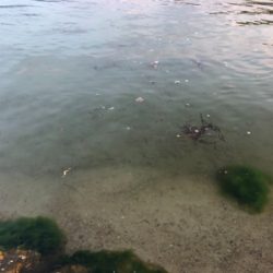 フラットフィッシュ狙い