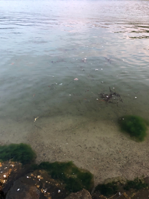 フラットフィッシュ狙い