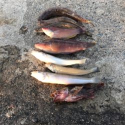 投げ釣りからのショアジギ