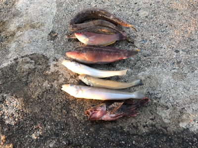 投げ釣りからのショアジギ