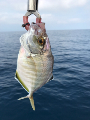 真夏のマイボート 釣行
