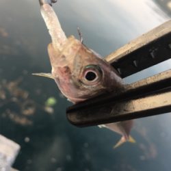 西日本豪雨災害後