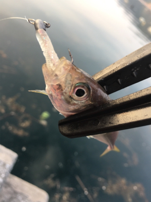 西日本豪雨災害後