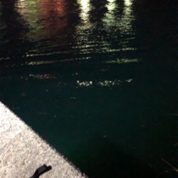 ナイトアジング