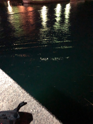 ナイトアジング