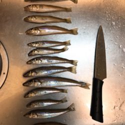 台風前のキス釣り