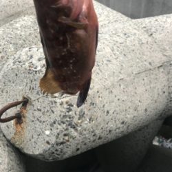 シーバス狙いが(T . T)