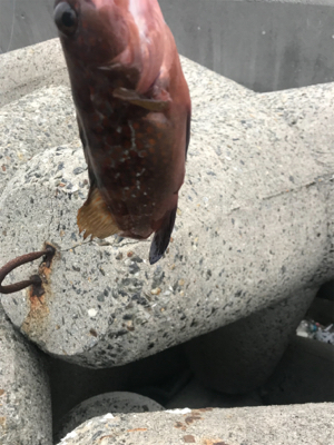 シーバス狙いが(T . T)