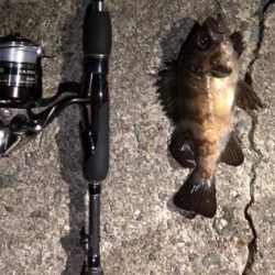 タチウオ狙いで8目釣り