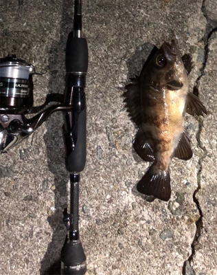 タチウオ狙いで8目釣り