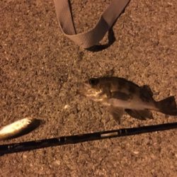 サビキ＆メバリング