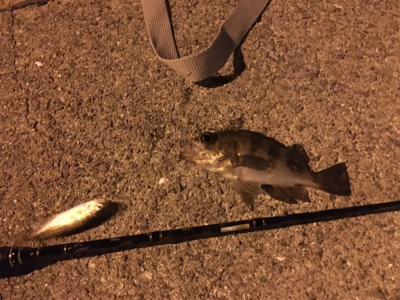 サビキ＆メバリング