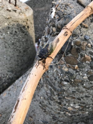 キター！って思ったけど