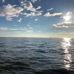 台風一過からのミニサゴシ他^_^